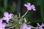 Thickleaf phlox